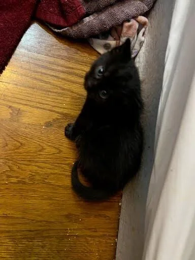 A young small-sized female Black Domestic Short Hair cat named Rd for adoption in Cincinnati, OH