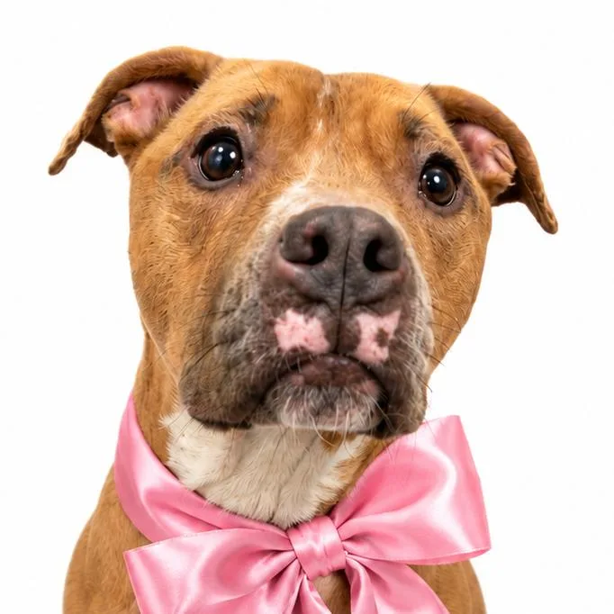 An adult medium-sized female Yellow / Tan / Blond / Fawn Mixed Breed dog named Noodle for adoption in Alabaster, AL