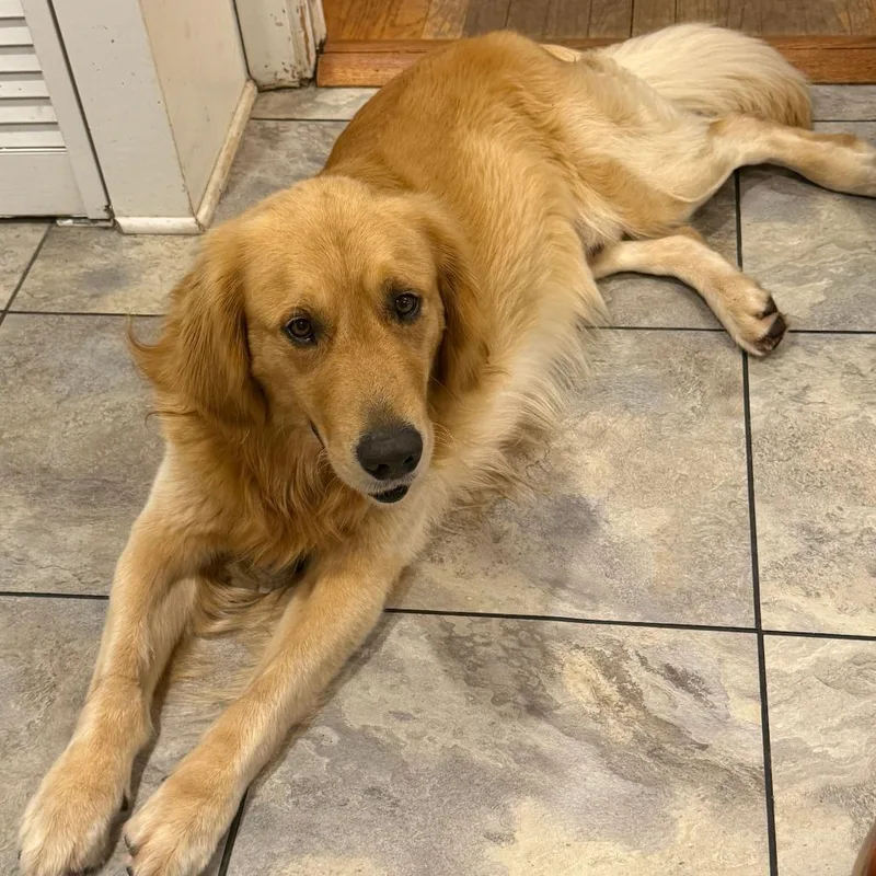 An adult large-sized male Golden Retriever dog named Teddy for adoption in Houston, TX