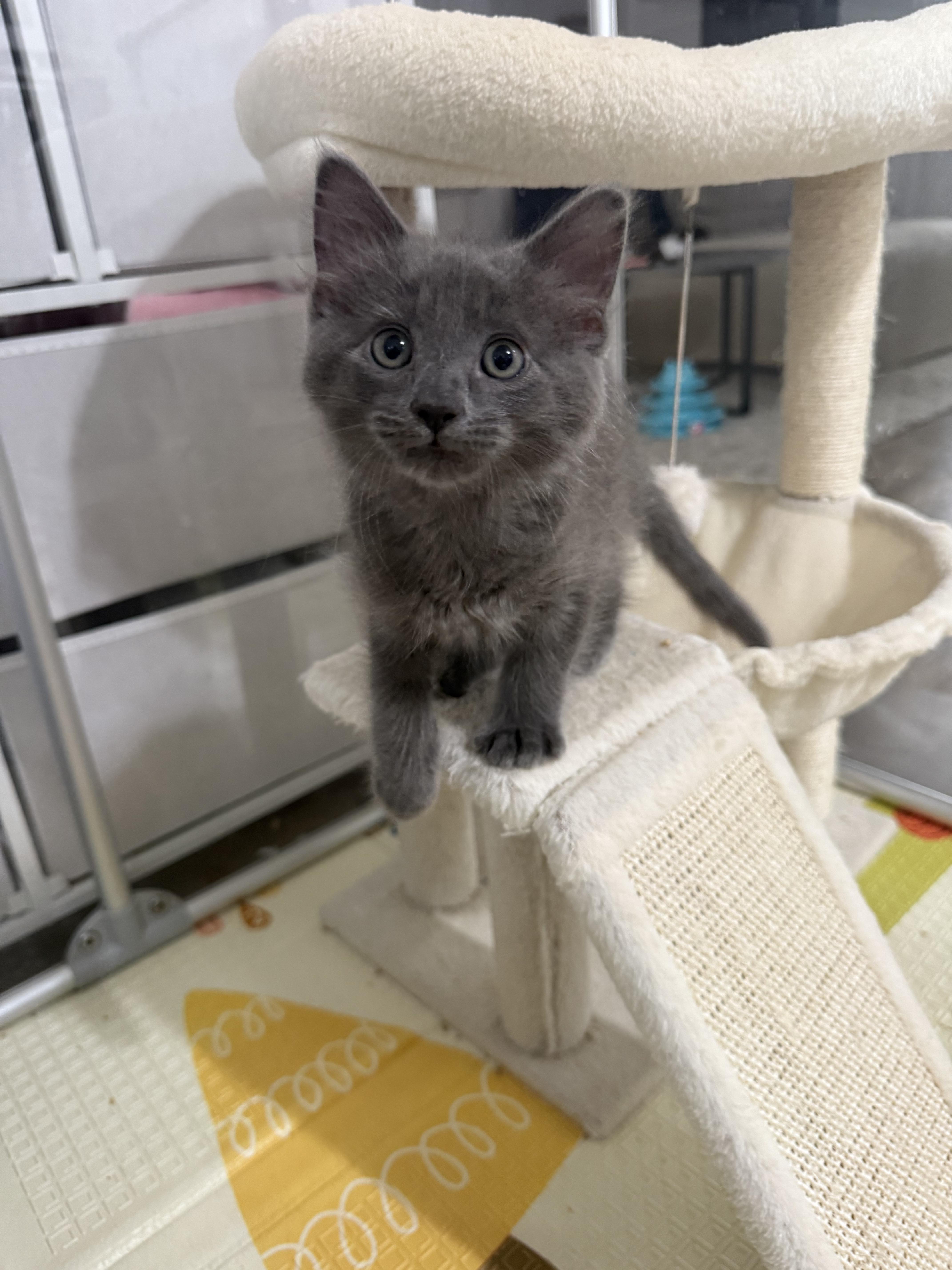 A young large-sized male Gray / Blue / Silver Domestic Medium Hair cat named Koa for adoption in El Segundo, CA