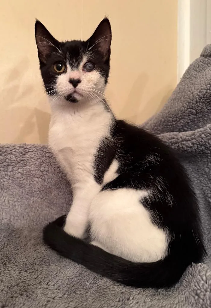 A baby medium-sized female Domestic Short Hair cat named Panda for adoption in Pomona, NY