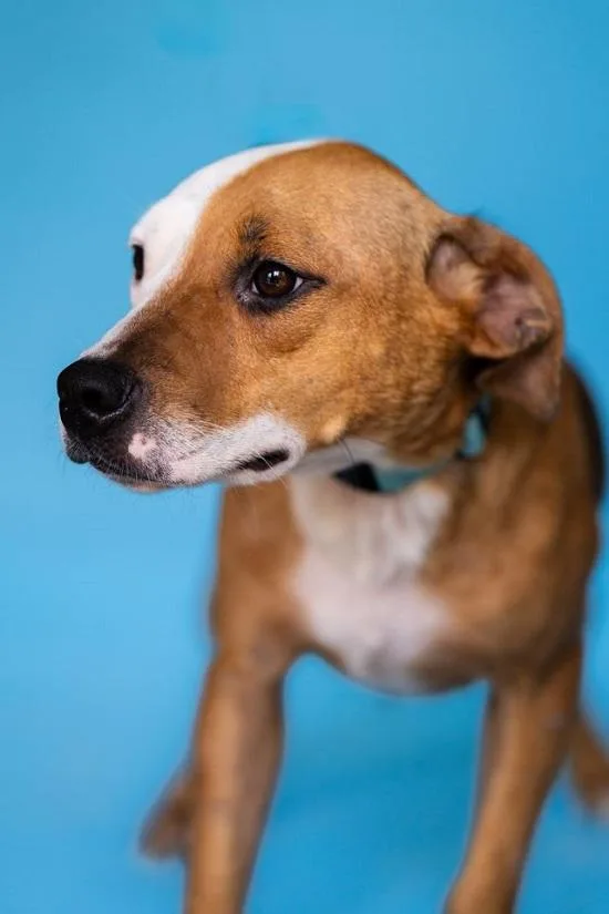 An adult medium-sized female Yellow / Tan / Blond / Fawn Hound dog named Patches for adoption in Pegram, TN