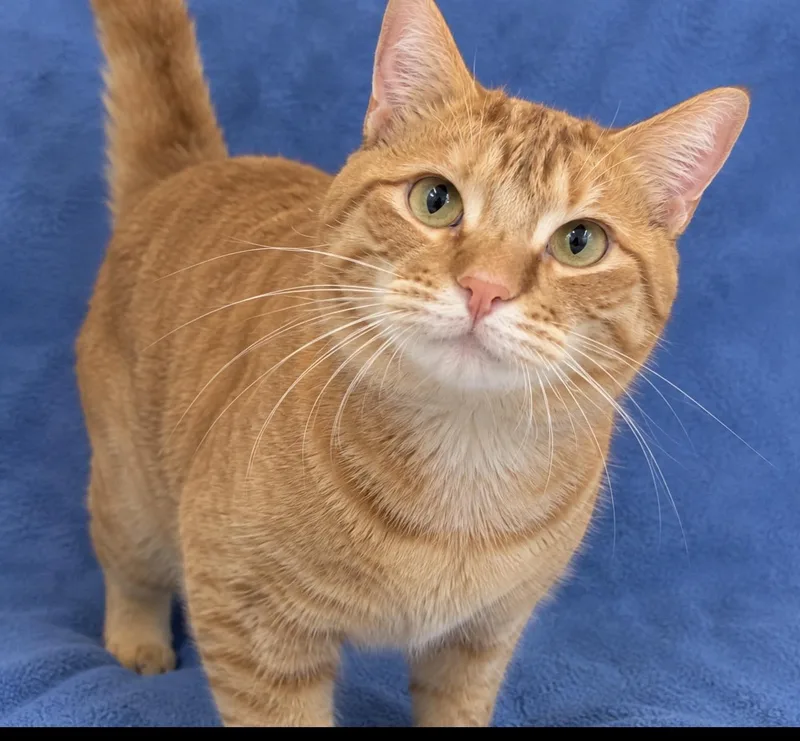 An adult large-sized male Orange / Red Domestic Short Hair cat named Jed for adoption in Austin, TX