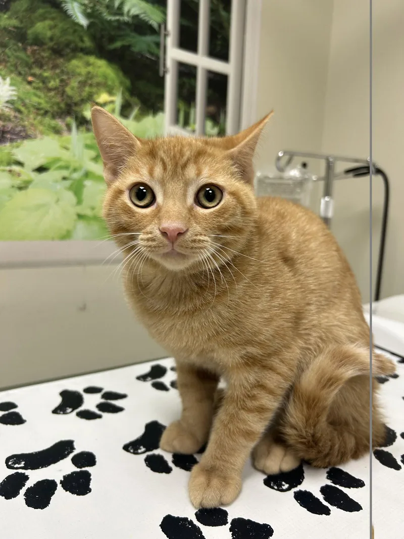 A young medium-sized male Orange / Red Domestic Short Hair cat named Ovi for adoption in Lancaster, PA