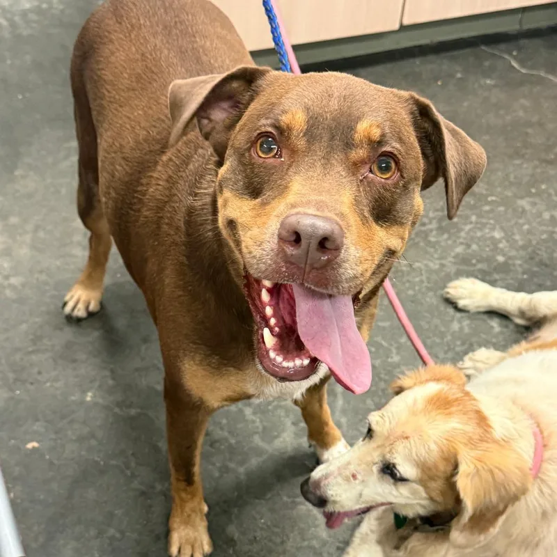 An adult medium-sized male Brown / Chocolate Pit Bull Terrier dog named Turk for adoption in Evensville, TN