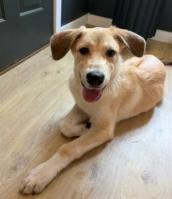 A baby large-sized male Anatolian Shepherd dog named Kash for adoption in Tallahassee, FL