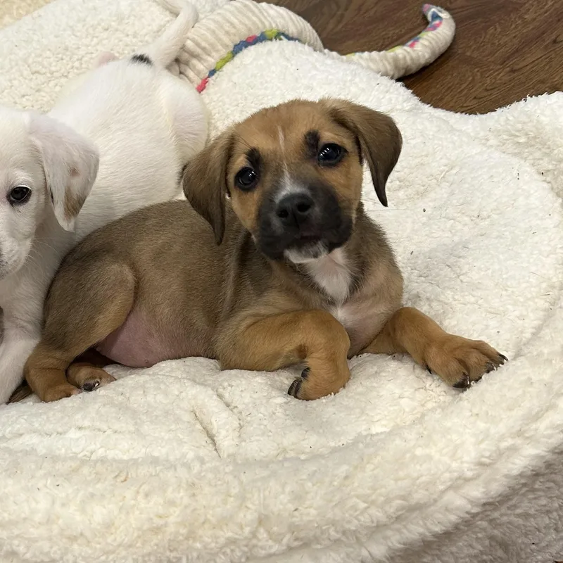 A baby medium-sized female Golden Mixed Breed dog named Brenda for adoption in Detroit, MI