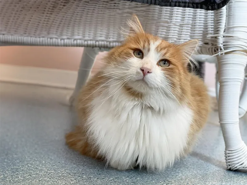 Finnegan thumbnail 2