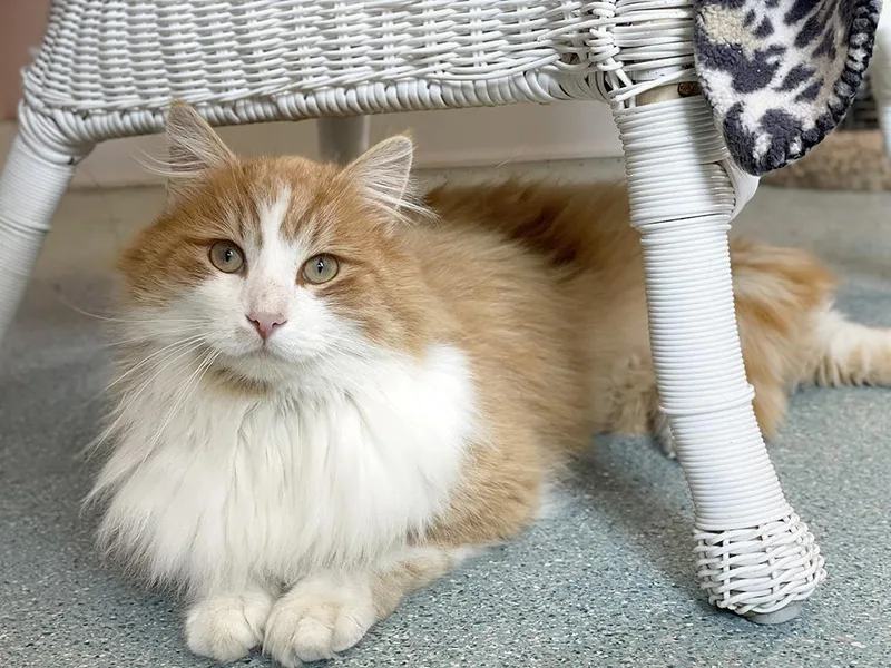 Finnegan thumbnail 3