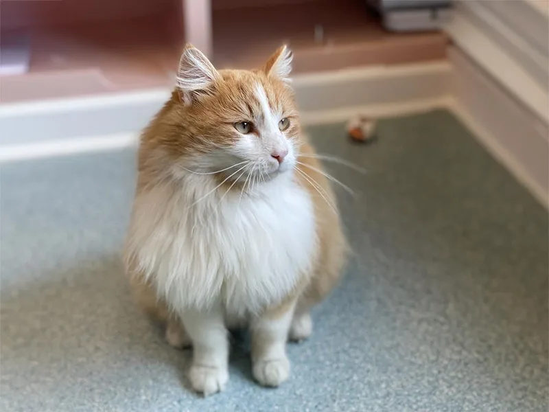 Finnegan thumbnail 4