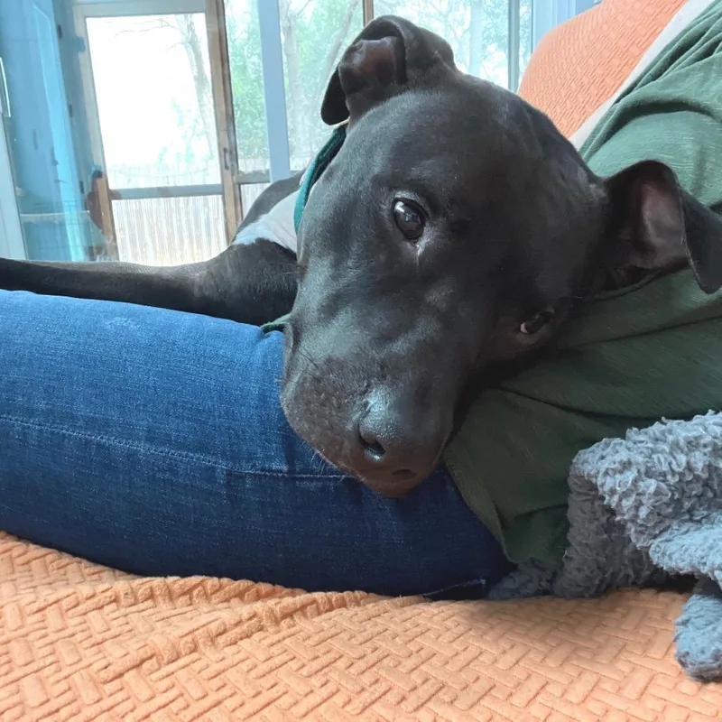 An adult large-sized male Black Pit Bull Terrier dog named Gonzo for adoption in Austin, TX