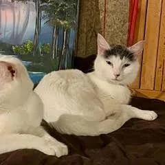 A young medium-sized female White Domestic Short Hair cat named Gazpacho C for adoption in Minnetonka, MN