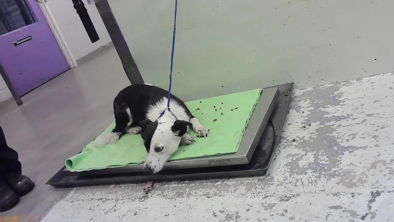 A young medium-sized male Border Collie dog named A for adoption in Houston, TX