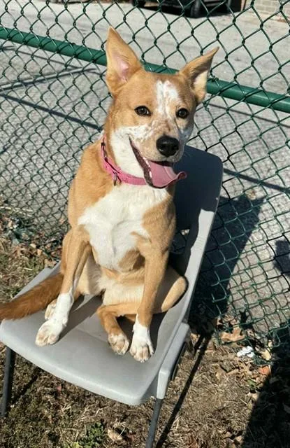 A young medium-sized female Australian Cattle Dog / Blue Heeler dog named Freckles for adoption in Saint Peters, MO