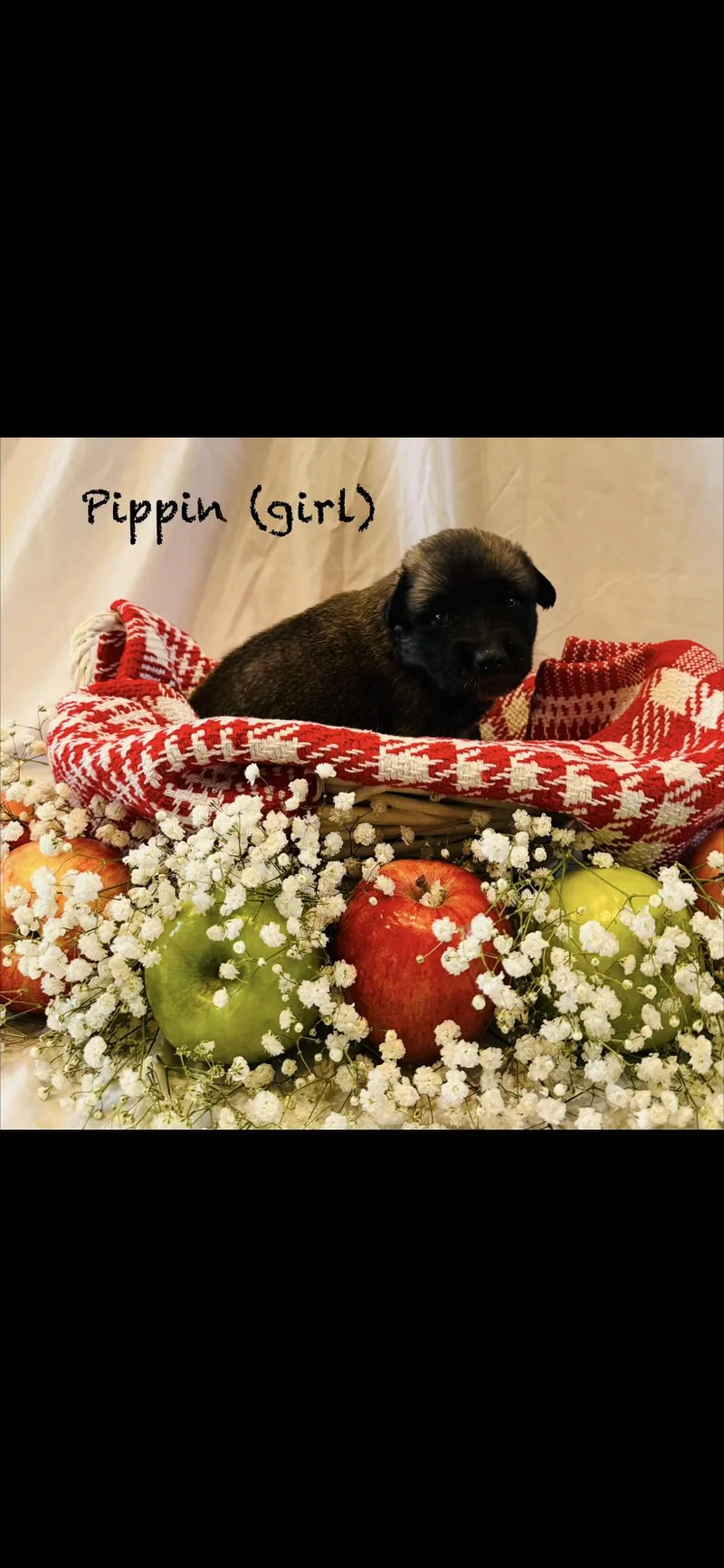 A baby large-sized female Anatolian Shepherd dog named Pippin Htx for adoption in Quinlan, TX