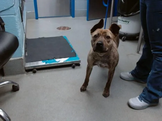 A young medium-sized female Pit Bull Terrier dog named Coriander for adoption in Albuquerque, NM