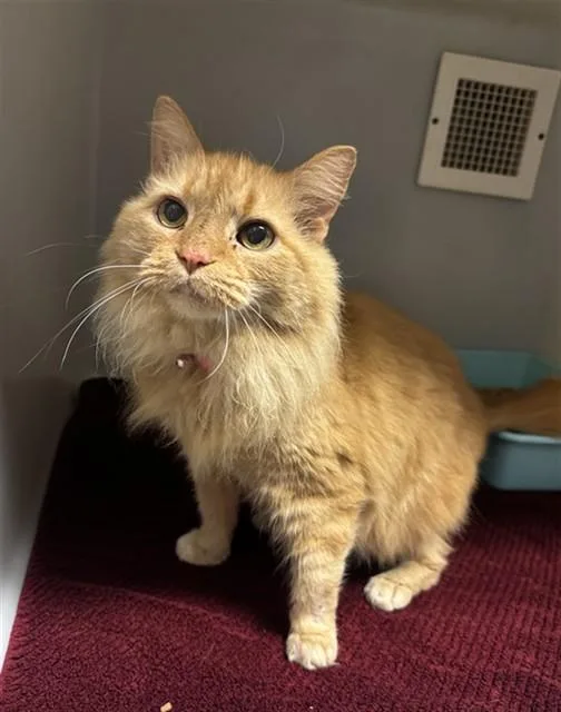 An adult medium-sized female Maine Coon cat named Gigi for adoption in Statesville, NC