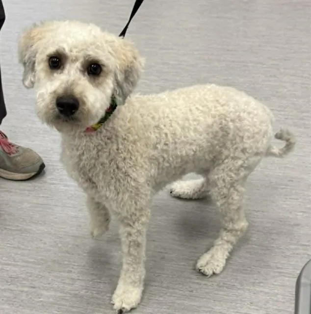 A young medium-sized female Poodle dog named Willow for adoption in Colorado Springs, CO