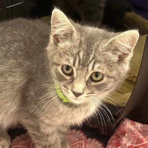 A baby small-sized male Gray / Blue / Silver Domestic Short Hair cat named Heron for adoption in Santa Barbara, CA