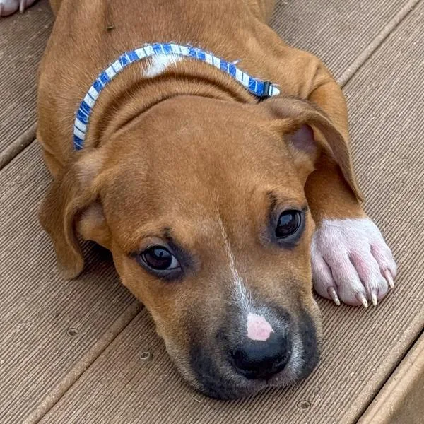 A baby small-sized male Boxer dog named Benny for adoption in Des Moines, IA