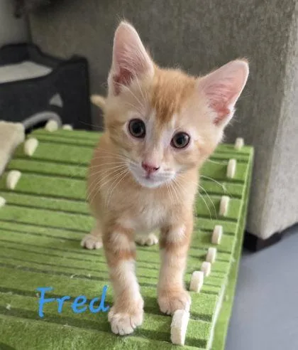 A baby small-sized male Orange / Red Domestic Short Hair cat named Fred for adoption in Kansas City, MO