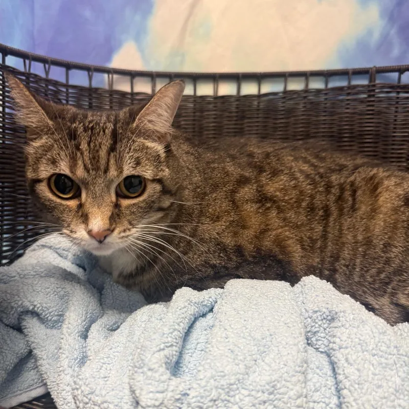 A senior large-sized female Brown / Chocolate Domestic Short Hair cat named Luna for adoption in Henderson, NV