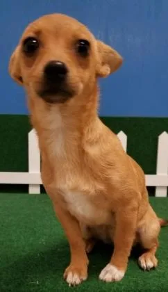 A senior small-sized female Yellow / Tan / Blond / Fawn Chihuahua dog named Nina for adoption in El Paso, TX