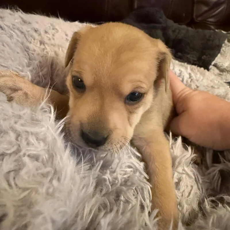 A baby small-sized female Brown / Chocolate Mixed Breed dog named Novel for adoption in Fredericksburg, VA