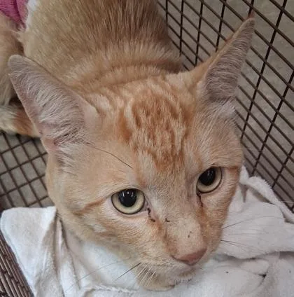 An adult large-sized male Domestic Short Hair cat named Ollie for adoption in Rapid City, SD