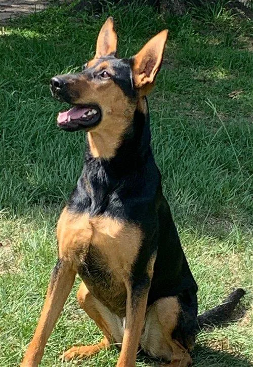 An adult large-sized female German Shepherd Dog dog named Layla for adoption in Spring, TX