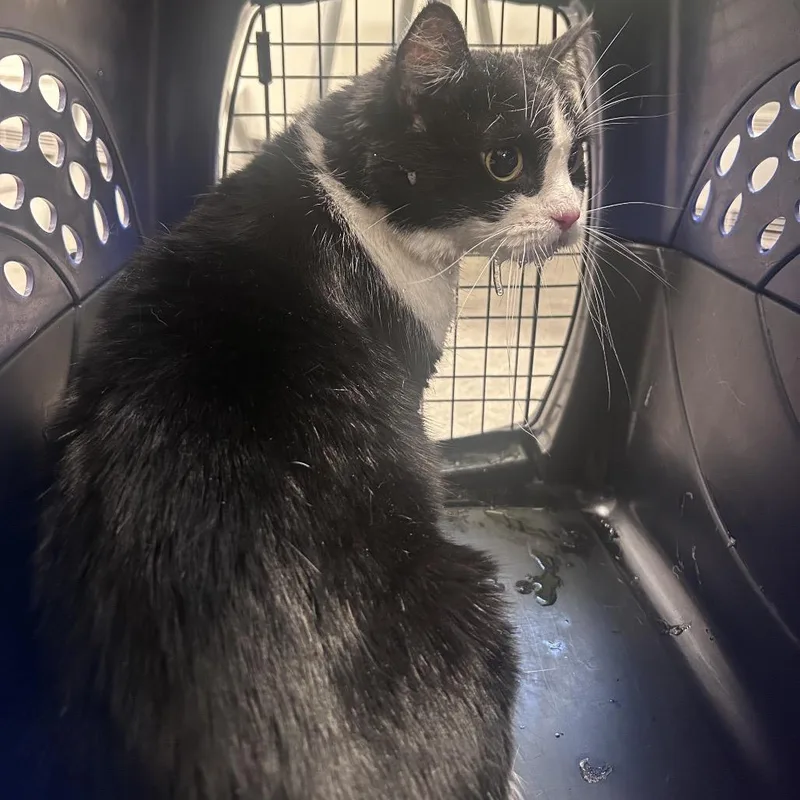 An adult extra large-sized female Gray / Blue / Silver Domestic Short Hair cat named Julie for adoption in Philadelphia, PA