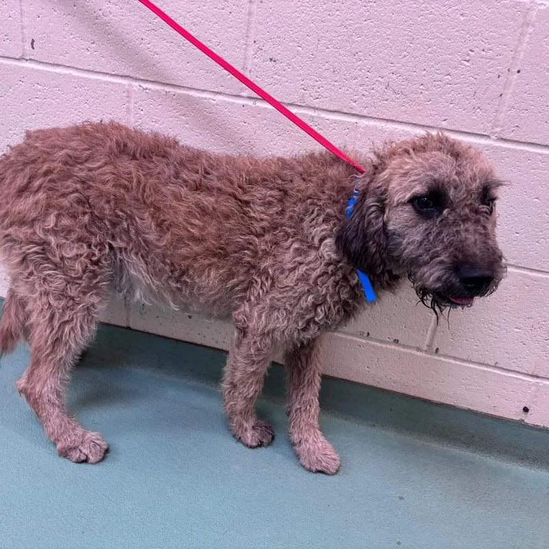 An adult medium-sized male Yellow / Tan / Blond / Fawn Mixed Breed dog named Leo for adoption in Memphis, TN