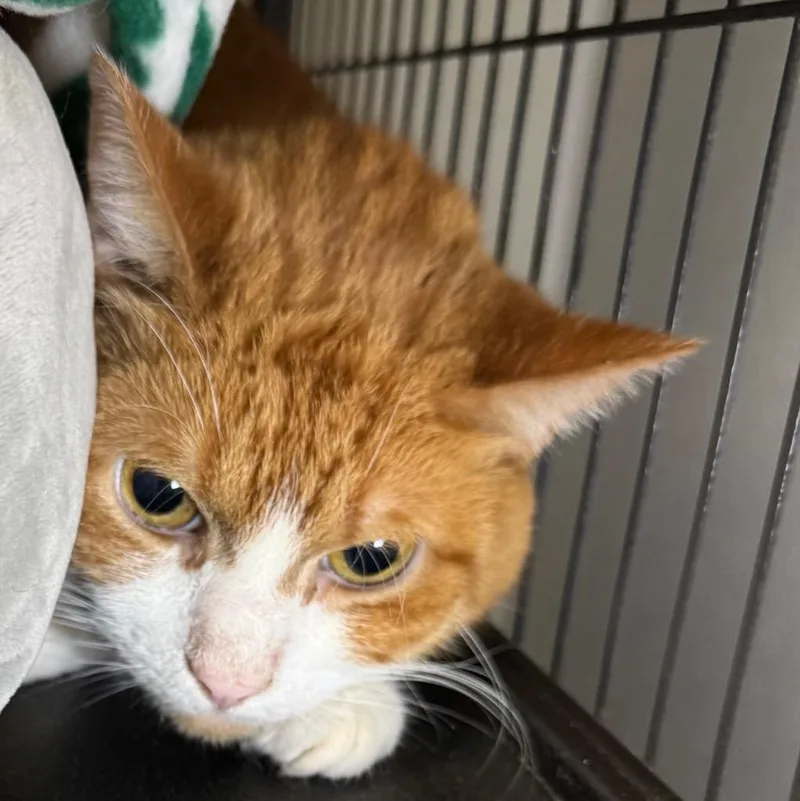 An adult medium-sized male Domestic Short Hair cat named Morty for adoption in Saginaw, MI
