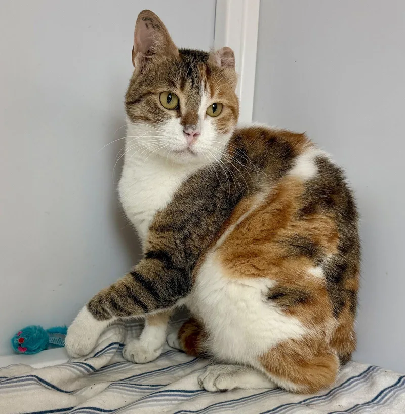 A young medium-sized female Calico cat named Auriel for adoption in Alexandria, VA
