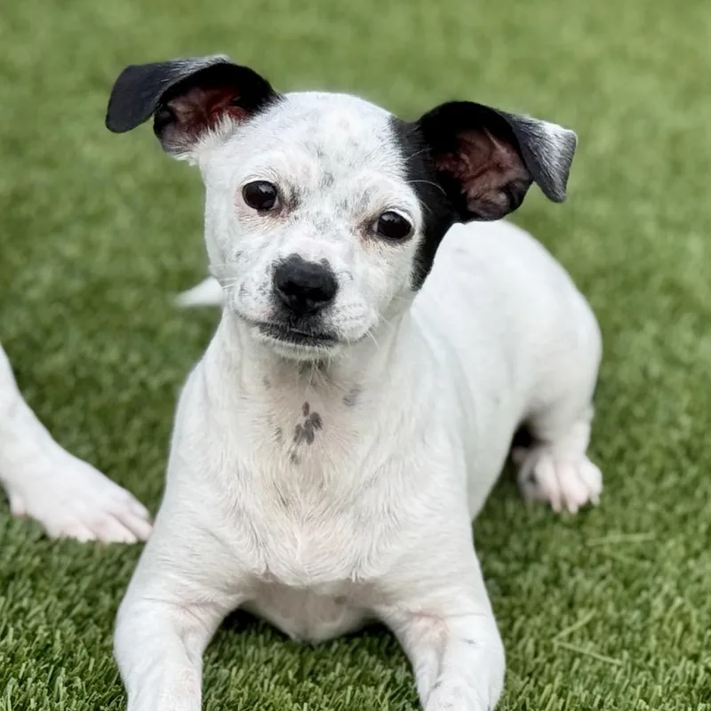 A baby small-sized female Chihuahua dog named Crystal  My Mom for adoption in Hondo, TX