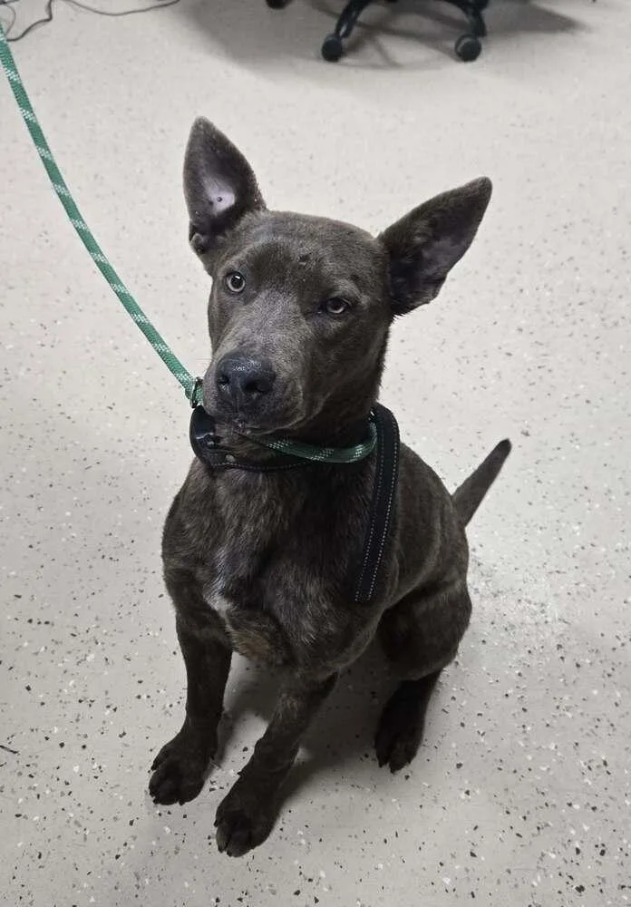 A young medium-sized female Brown / Chocolate Plott Hound dog named Milky Way for adoption in Waverly, OH