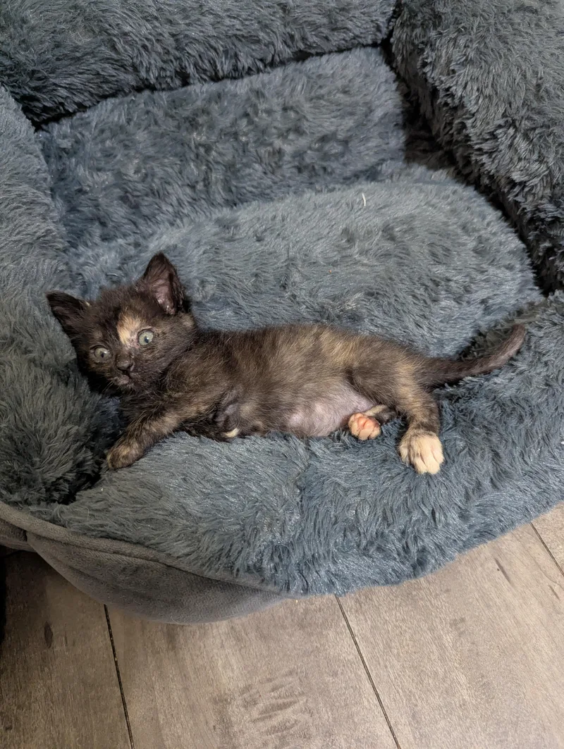 Sugar Cookie thumbnail 2