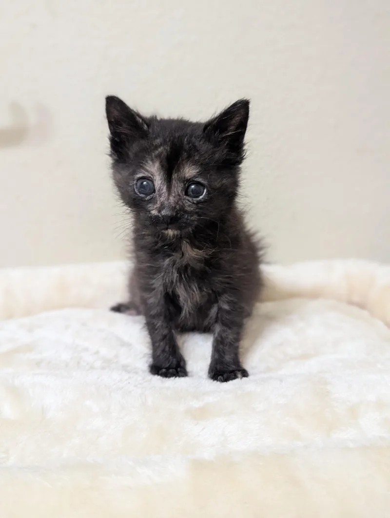 Sugar Cookie thumbnail 4