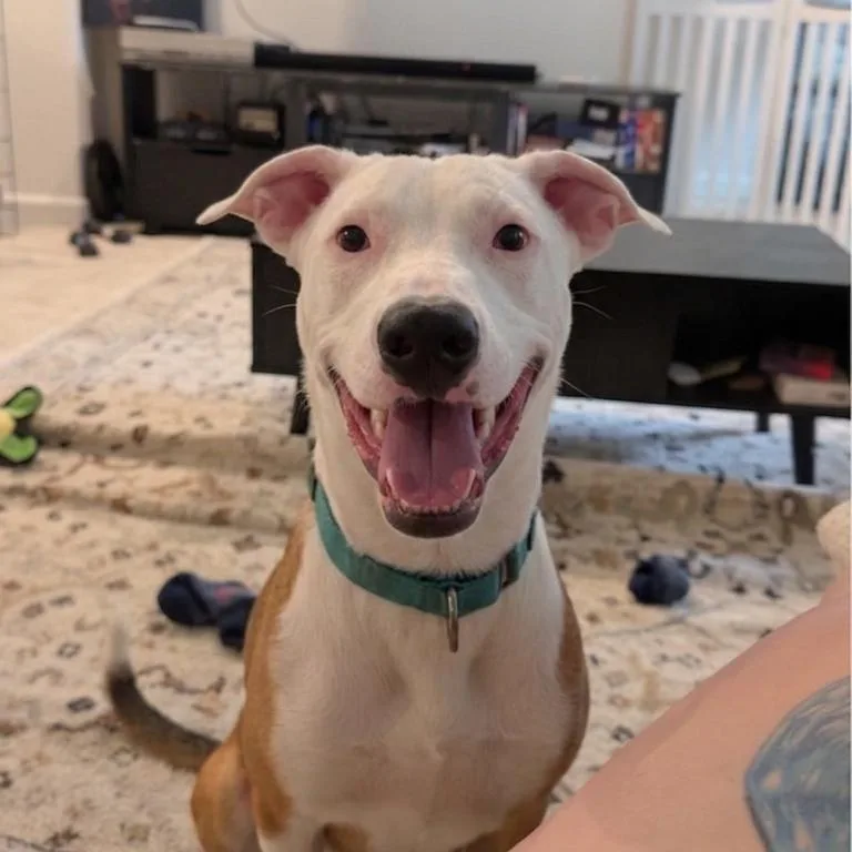 Archie