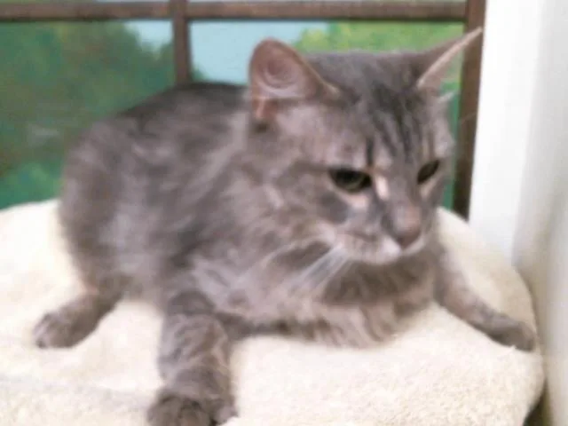 An adult small-sized female Domestic Medium Hair cat named Serena for adoption in Houston, TX