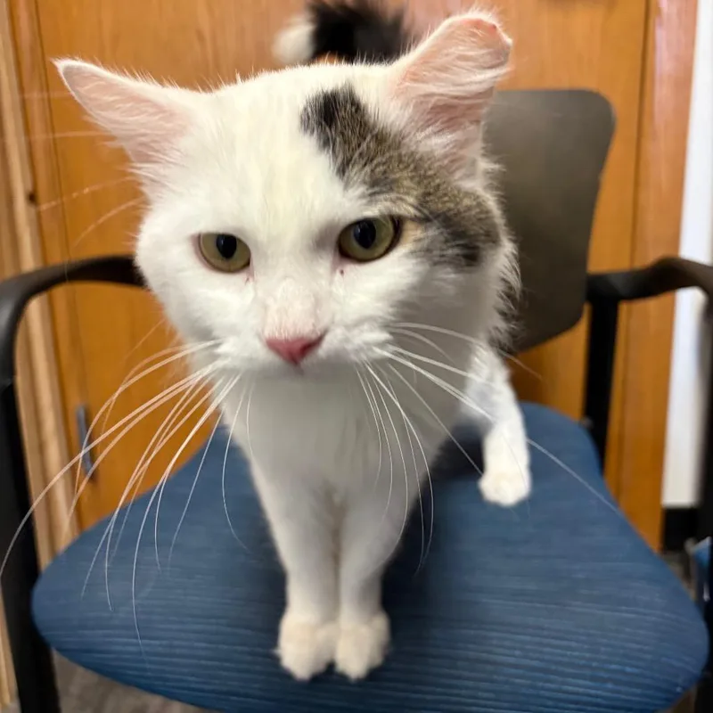 An adult small-sized male Domestic Long Hair cat named Power for adoption in St. Paul, MN