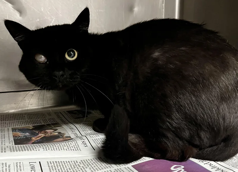 An adult medium-sized female Domestic Short Hair cat named Jingle for adoption in Chatsworth, CA