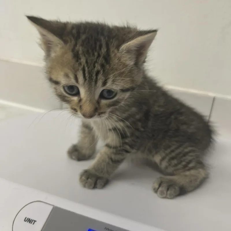 A baby small-sized male Brown / Chocolate Domestic Medium Hair cat named Ola for adoption in St. Louis, MO