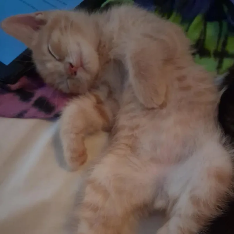 A baby small-sized male Orange / Red Domestic Short Hair cat named Godric for adoption in Greensboro, NC