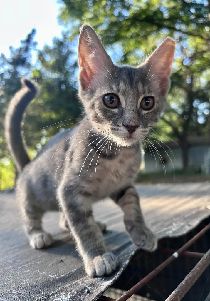 A baby medium-sized female Domestic Short Hair cat named Gabby for adoption in Claremore, OK