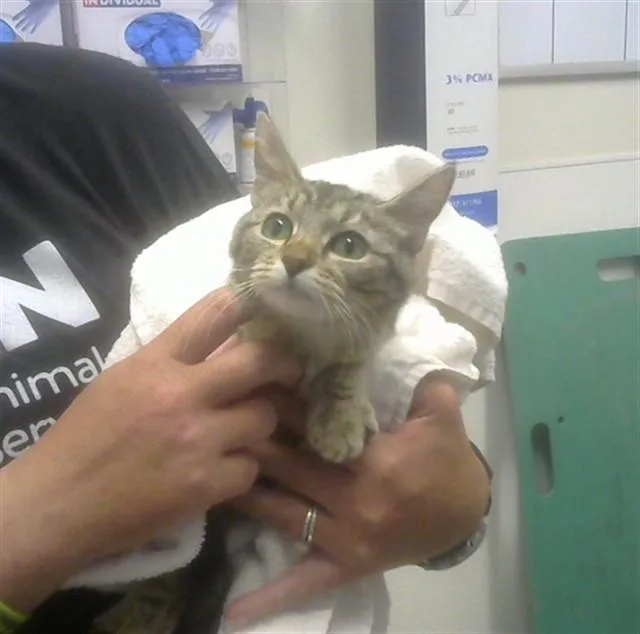 A young small-sized female Domestic Short Hair cat named Jill for adoption in Albuquerque, NM