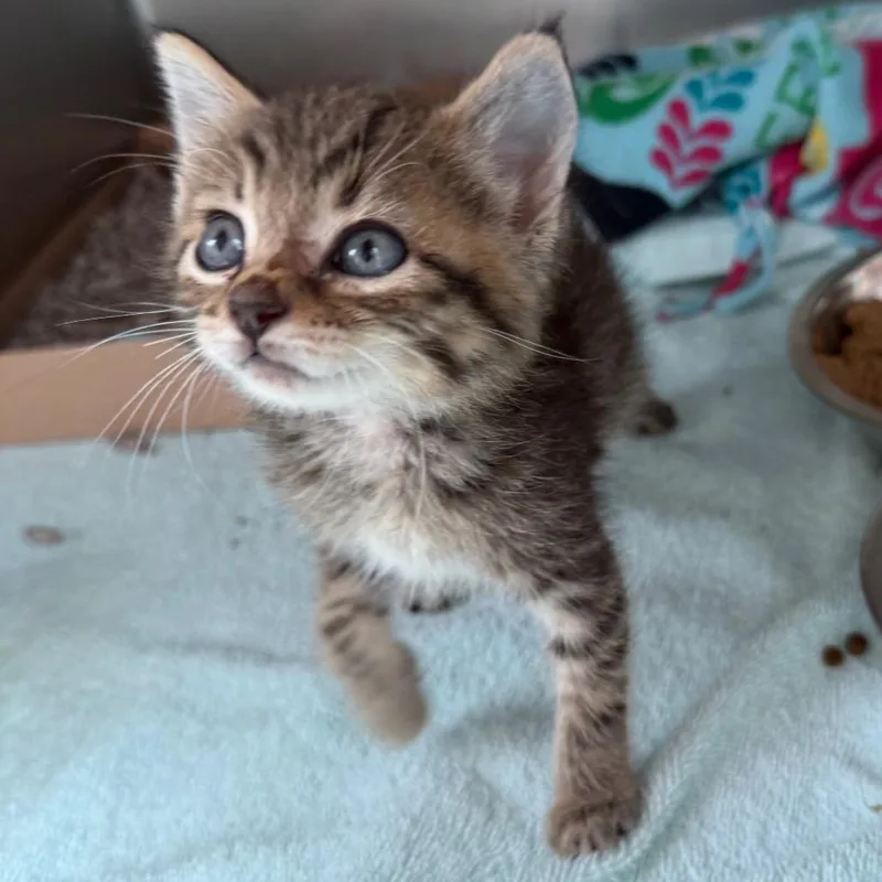 A baby small-sized female Brown / Chocolate Domestic Short Hair cat named Lark for adoption in Council Bluffs, IA