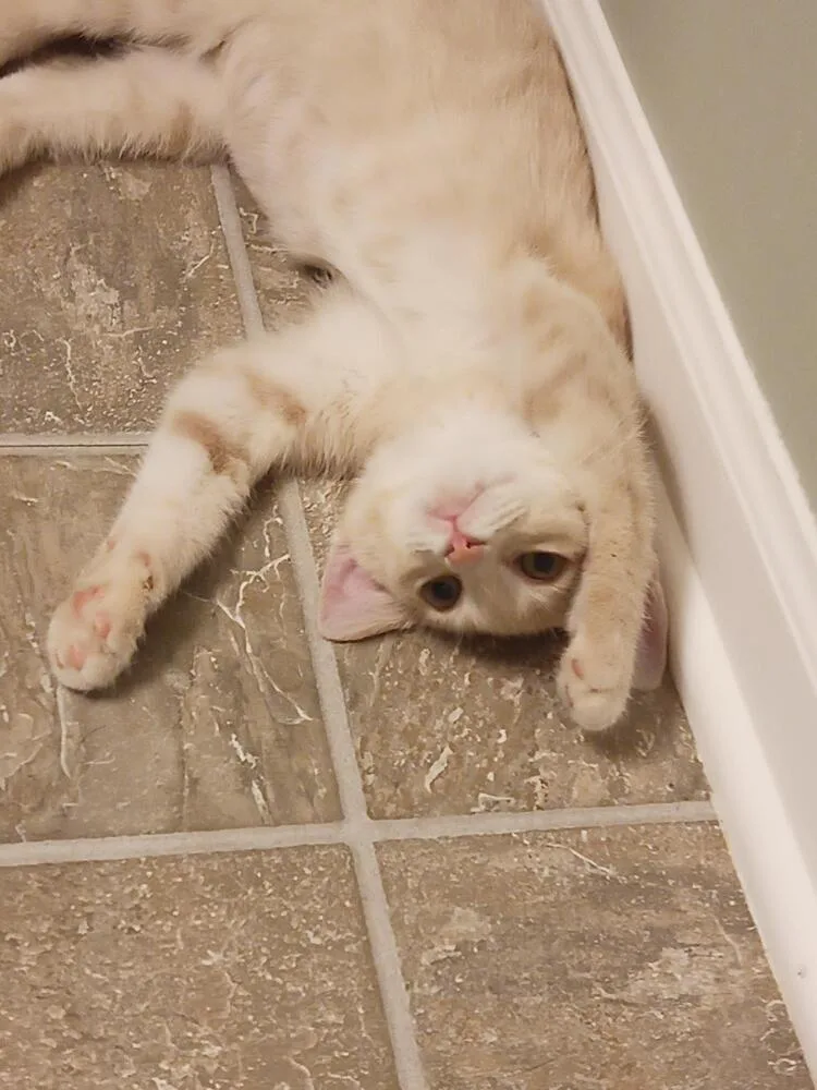 An adult small-sized female Domestic Short Hair cat named Celeste for adoption in Wheaton, IL