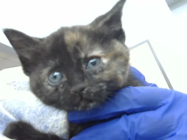 A baby medium-sized female Domestic Long Hair cat named Tuna for adoption in Dallas, TX