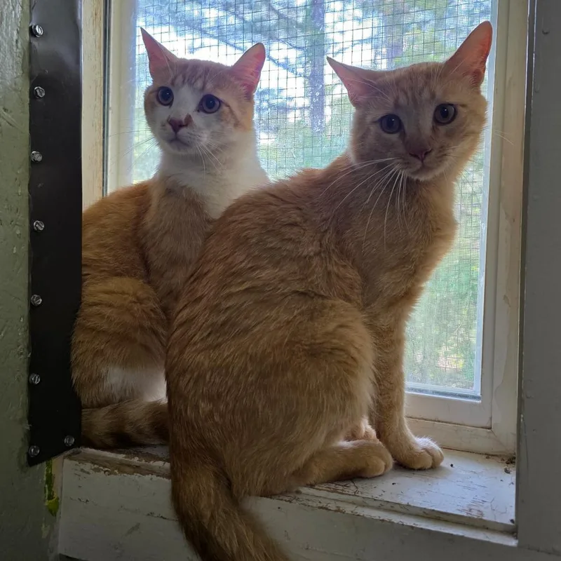 A young medium-sized male Orange / Red Domestic Short Hair cat named Hyde for adoption in Eureka Springs, AR
